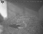 Capi_Dubne_20260605_020503.jpg