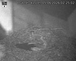 Capi_Dubne_20260605_022502.jpg