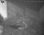 Capi_Dubne_20260605_023503.jpg