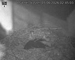 Capi_Dubne_20260605_024503.jpg