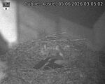 Capi_Dubne_20260605_030502.jpg