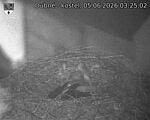 Capi_Dubne_20260605_032502.jpg