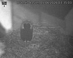 Capi_Dubne_20260605_033503.jpg