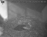 Capi_Dubne_20260605_034003.jpg