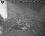 Capi_Dubne_20260605_040004.jpg