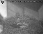Capi_Dubne_20260605_042502.jpg