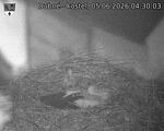 Capi_Dubne_20260605_043003.jpg
