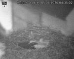 Capi_Dubne_20260605_043502.jpg