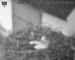 Capi_Dubne_20260605_050003.jpg