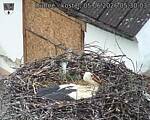 Capi_Dubne_20260605_053003.jpg