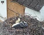 Capi_Dubne_20260605_054003.jpg