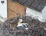 Capi_Dubne_20260605_055002.jpg