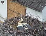 Capi_Dubne_20260605_060003.jpg
