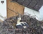 Capi_Dubne_20260605_061003.jpg