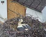 Capi_Dubne_20260605_062503.jpg