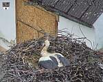 Capi_Dubne_20260605_064502.jpg