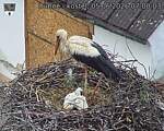 Capi_Dubne_20260605_070003.jpg