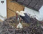 Capi_Dubne_20260605_070504.jpg