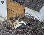 Capi_Dubne_20260605_071503.jpg
