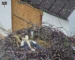 Capi_Dubne_20260605_073003.jpg