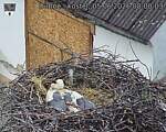 Capi_Dubne_20260605_080003.jpg