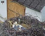 Capi_Dubne_20260605_080503.jpg
