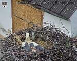 Capi_Dubne_20260605_081004.jpg