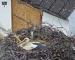 Capi_Dubne_20260605_085003.jpg