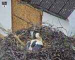 Capi_Dubne_20260605_091002.jpg