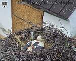 Capi_Dubne_20260605_093004.jpg