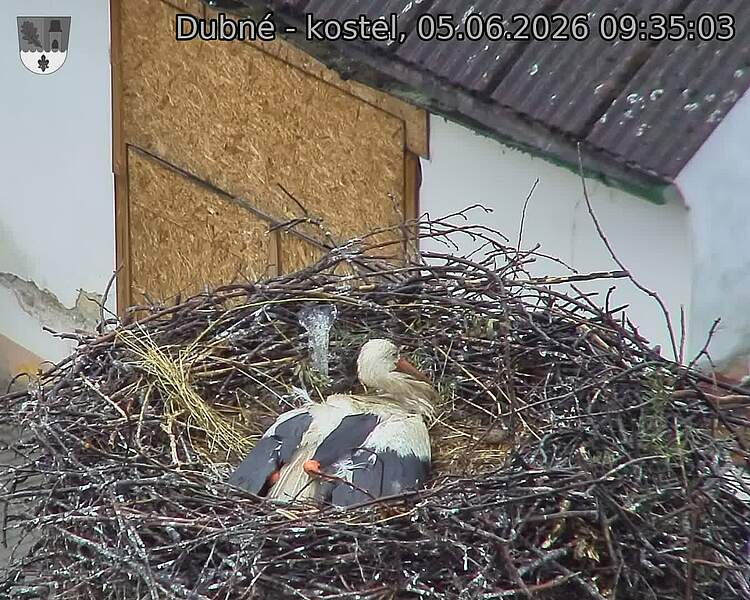 Capi_Dubne_20260605_093503.jpg (1350&nbsp;x&nbsp;1080)