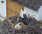 Capi_Dubne_20260605_102004.jpg