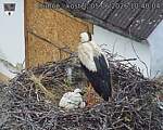 Capi_Dubne_20260605_104004.jpg