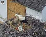 Capi_Dubne_20260605_105502.jpg