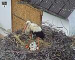 Capi_Dubne_20260605_110002.jpg