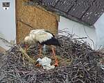 Capi_Dubne_20260605_111002.jpg