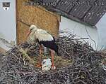 Capi_Dubne_20260605_111504.jpg