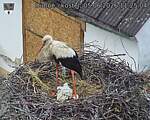 Capi_Dubne_20260605_112504.jpg