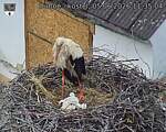 Capi_Dubne_20260605_113504.jpg