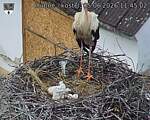 Capi_Dubne_20260605_114502.jpg