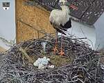 Capi_Dubne_20260605_115003.jpg
