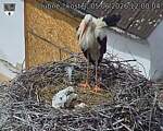 Capi_Dubne_20260605_120004.jpg