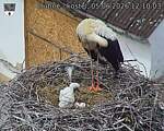 Capi_Dubne_20260605_121003.jpg