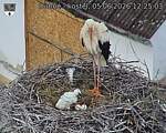 Capi_Dubne_20260605_122503.jpg