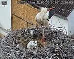 Capi_Dubne_20260605_123003.jpg