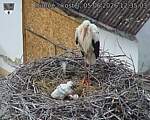 Capi_Dubne_20260605_123503.jpg