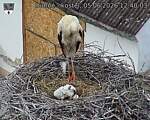 Capi_Dubne_20260605_124003.jpg