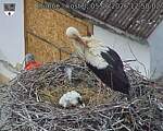Capi_Dubne_20260605_125002.jpg
