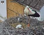 Capi_Dubne_20260605_130004.jpg