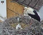 Capi_Dubne_20260605_131003.jpg